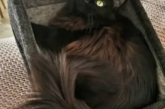 Animaux perdus Clermont-Ferrand, photo: Chatte noire disparue à Clermont-Ferrand