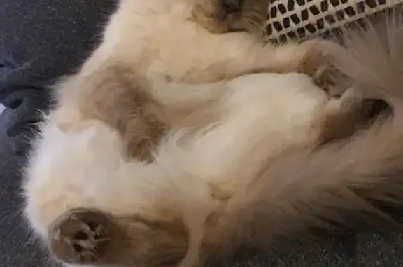Animaux perdus Montpellier, photo: Chatte Sacrée de Birmanie perdue à Montpellier