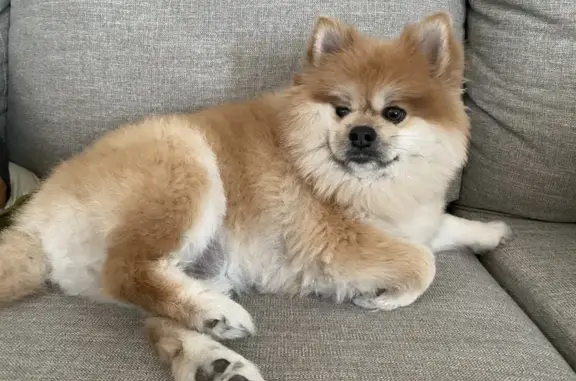 Lost Pomeranian: Friendly & Microchipped