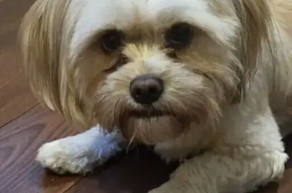 Lost Shorkie: Help Find My Beloved Dog