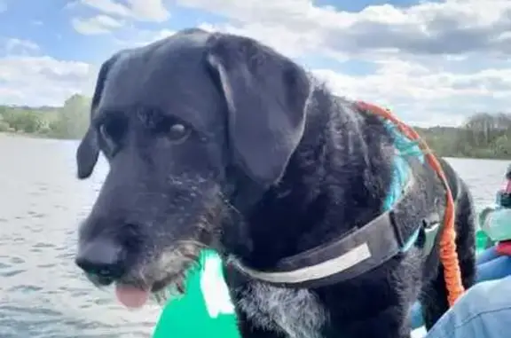 Chien perdu , photo : Chienne noire disparue à L'Épine-aux-Bois