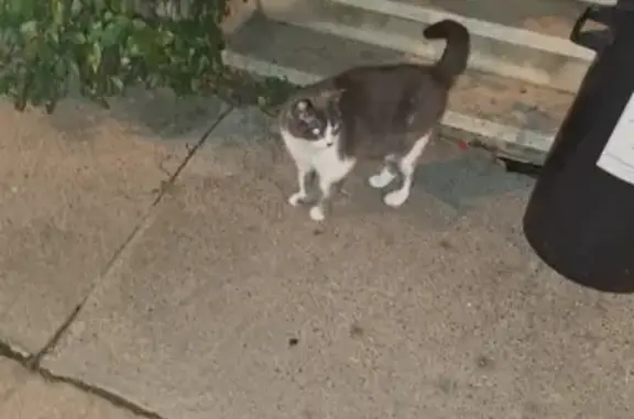 Chat gris et blanc trouvé rue Naujac - photo