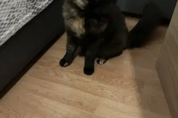 Chat trouvé près de l'hôtel de police Nîmes - photo