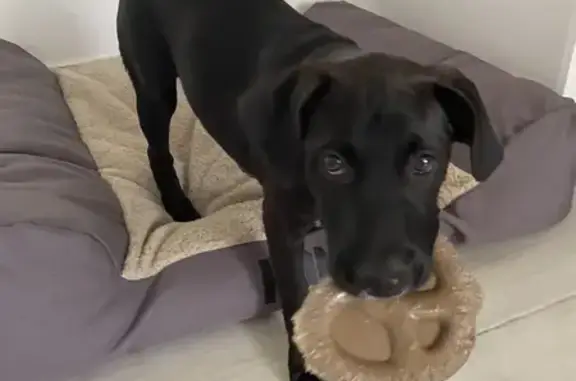 Found: Sweet Black Lab Mix in Boynton