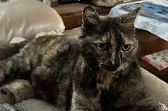 Chat écailles perdu, tatoué HBZ371, Vieux-Boucau - photo