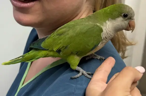 Lost Green Quaker Found: Anzac...