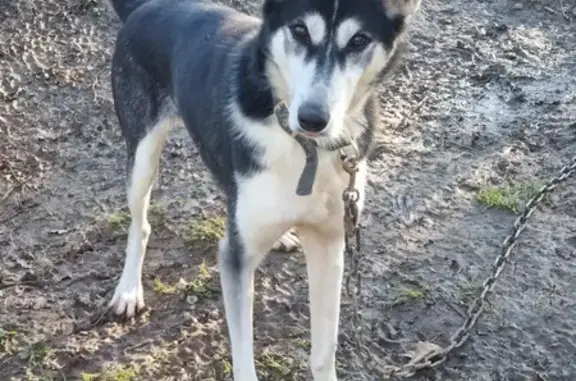 Chien perdu Condom, photo : Husky noir-blanc perdu à Lannes 47170