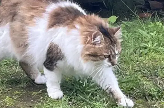 Animaux perdus Mont-de-Marsan, photo: Chat perdu : Maïa, tigrée et blanche