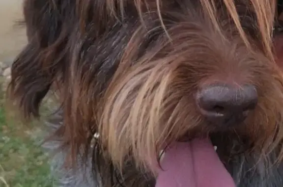 Chien perdu , photo : Chien disparu Garçon (fl536727)