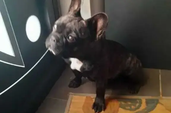 Bouledogue bringé perdu, collier violet - photo