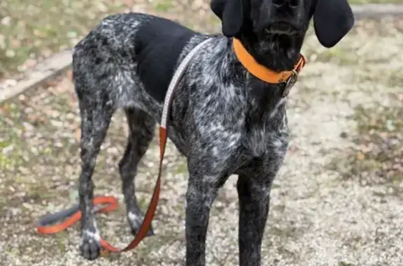 Chienne braque perdue à Bazouges-la-Pérouse - photo