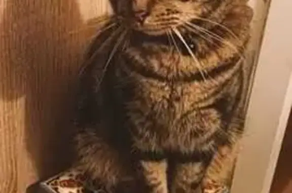 Chat perdu, Nogent-le-Rotrou, photo: Chat perdu à Nogent-le-Rotrou : 