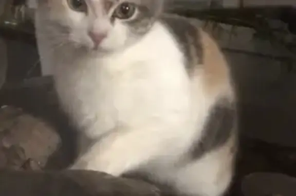 Chatte trouvée craintive à Claret - photo