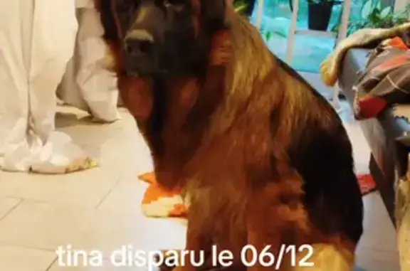 Chien perdu , photo : Chien perdu : Berger allemand 2 ans, Tina
