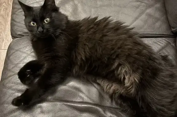 Animaux trouvés Bizanos, photo: Chat noir mâle trouvé à Bizanos lundi soir