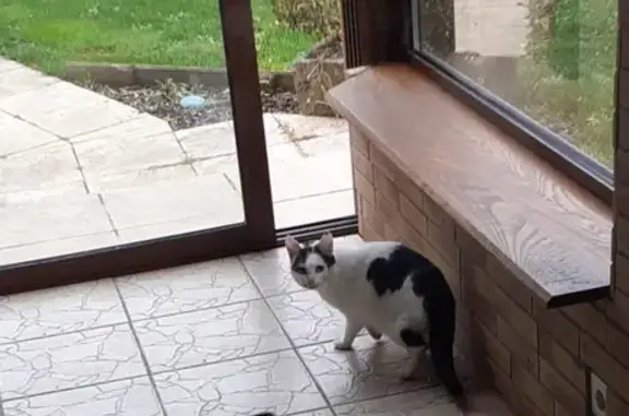 Animaux trouvés , photo: Chat noir et blanc trouvé à Bossendorf