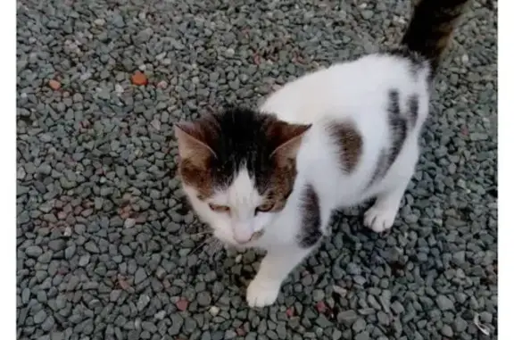 Chat trouvé : blanc et gris, très affectueux - photo