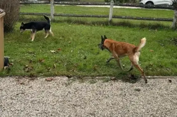 Chien trouvé : 2 femelles à Morancé - photo