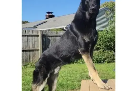 Lost: Seizure-Prone Black German Shepherd