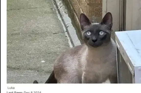 Friendly Deaf Siamese Cat Missing in Chicago