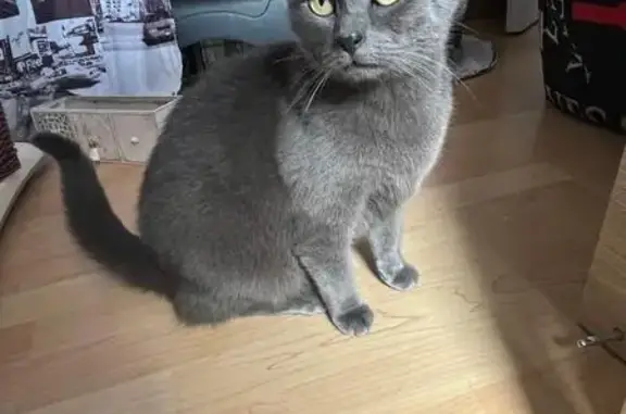 Animaux perdus , photo: Chatte grise disparue à Autrêches