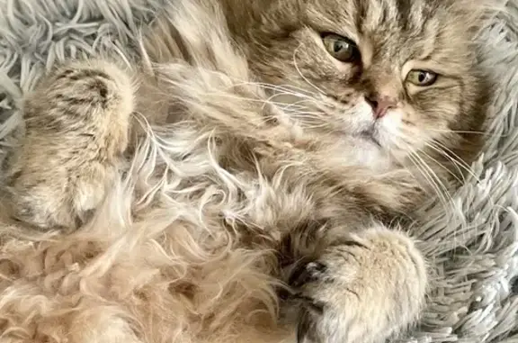 Chat perdu, Neuville-sur-Ain, photo: Grisou, chat mâle disparu à Neuville