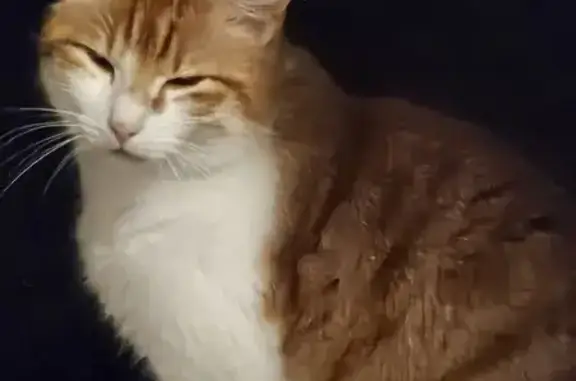 Animaux perdus , photo: Chat roux et blanc perdu, boitait avant droite