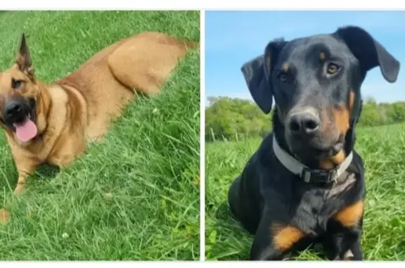 Chien perdu , photo : Chiens Rasto et Rosko perdus en Bretagne