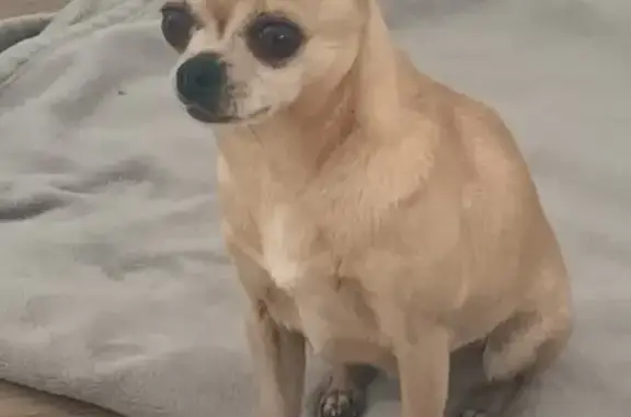 Chihuahua crème trouvé à Saint-Michel - photo