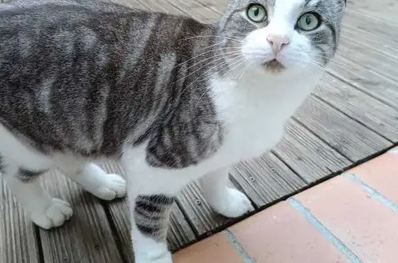 Chat trouvé Agde, photo: Grand chat gris trouvé, sociable, Agde
