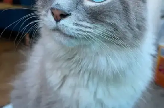 Animaux perdus Nice, photo: Chat perdu blanc/gris yeux bleus Nice