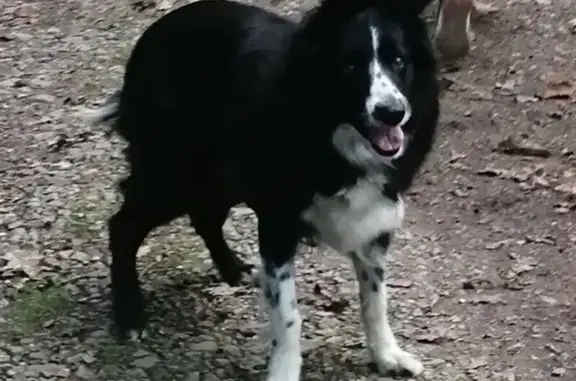 Chien perdu , photo : Border collie perdue à Brest, recherches en cours
