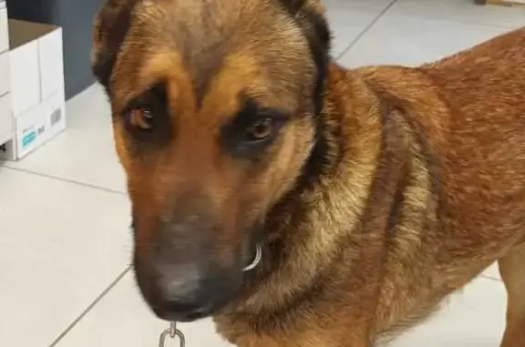 Chienne malinois trouvée à Saint-Victor - photo