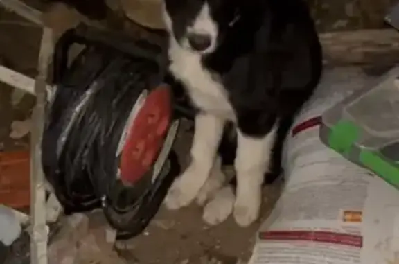 Chiot border collie trouvé à Montméat - photo