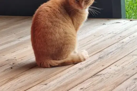 Chat trouvé à Seysses : propriétaire recherché - photo