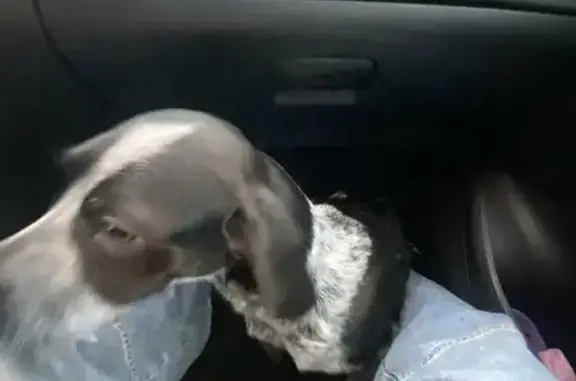 Jeune chienne épagneul trouvée au Ham - photo