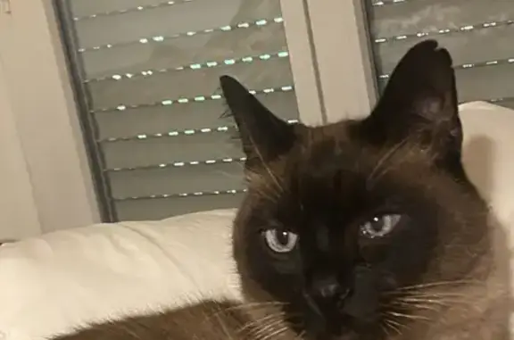 Animaux perdus Montreuil, photo: Siamois 12 ans perdu, rue Vincennes Montreuil
