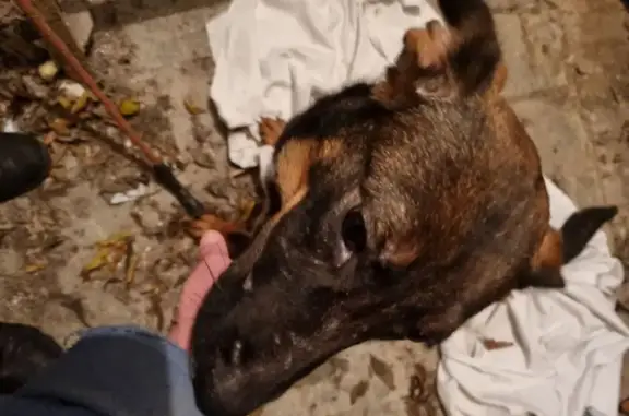 Animaux trouvés Épehy, photo: Chienne trouvée Rue des Écoles, Épehy