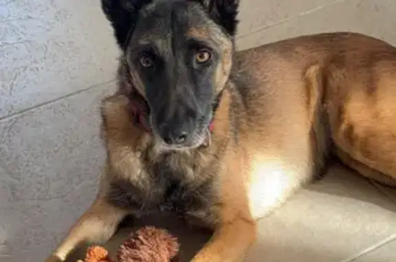 Chien perdu , photo : Chien disparu : Jessy, malinoise craintive