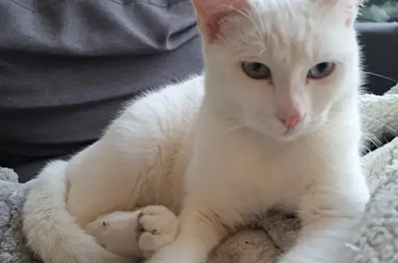 Chat blanc aux yeux vairons trouvé - photo