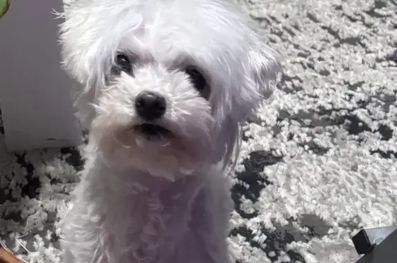 Lost White Maltipoo: 10yo 'Love' in TX