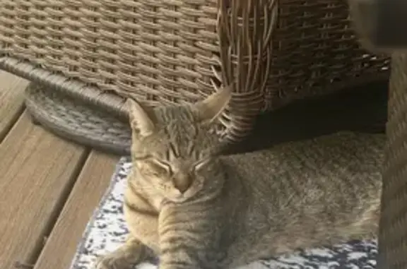 Lost Male Tabby in Beaverton Area