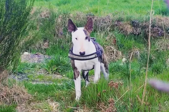 Chien perdu Celles-sur-Durolle, photo : Bull terrier femelle perdue à Celles-sur-Durolle