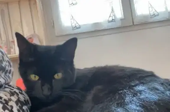 Chat perdu, , photo: Chat noir perdu à Ussel, yeux verts/jaunes
