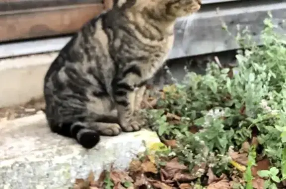 Chat tigré trouvé à Hauville 27350 - photo