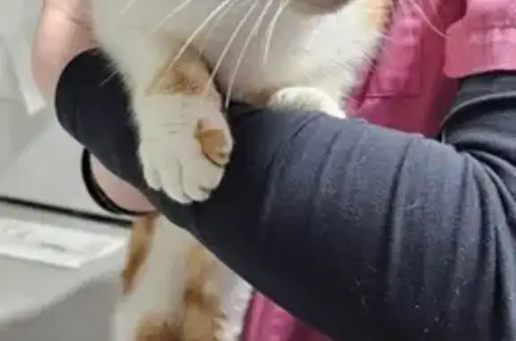 Animaux trouvés Villefranche-d'Allier, photo: Chatte blanche et rousse trouvée à Villefranche