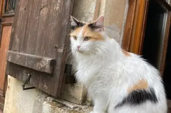 Chatte stérilisée perdue Rue des Marronniers - photo