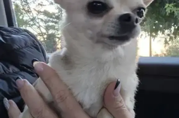 Chihuahua beige femelle trouvée sans puce - photo