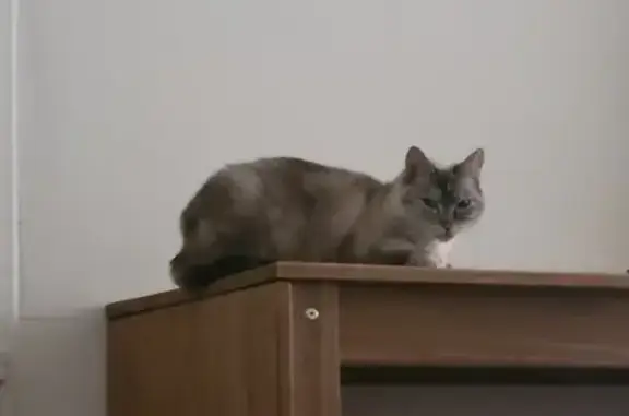 Chat perdu, Limoges, photo: Chatte peureuse disparue à Limoges