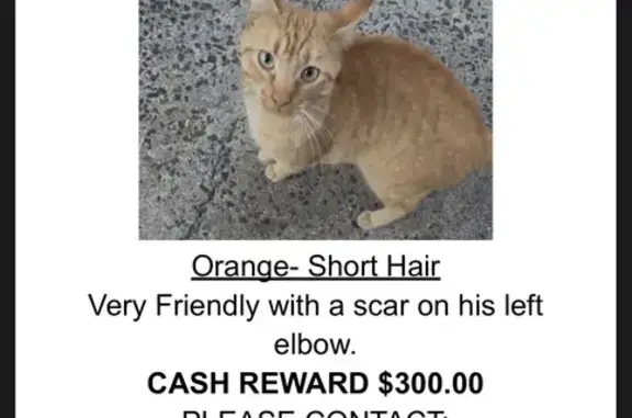 Lost Orange Cat: $300 Reward on 76th St